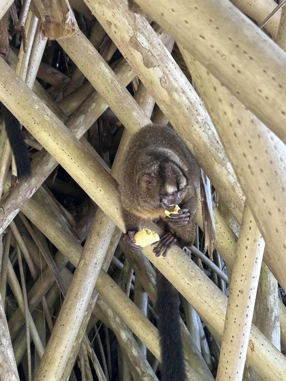 Night monkeys peering out from a tree in Bocas del Toro