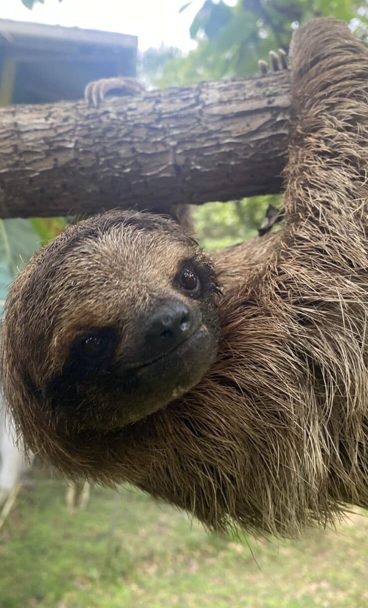 Three-toed sloth looking at the camera in Bocas del Toro