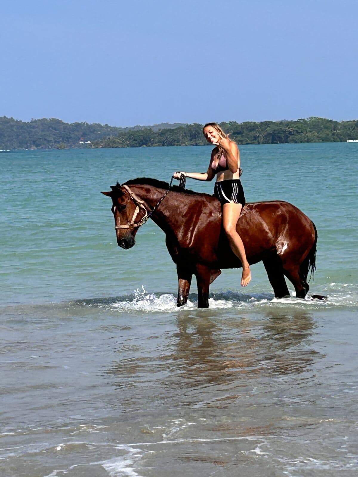 Horse standing in turquoise Caribbean water, Bocas del Toro