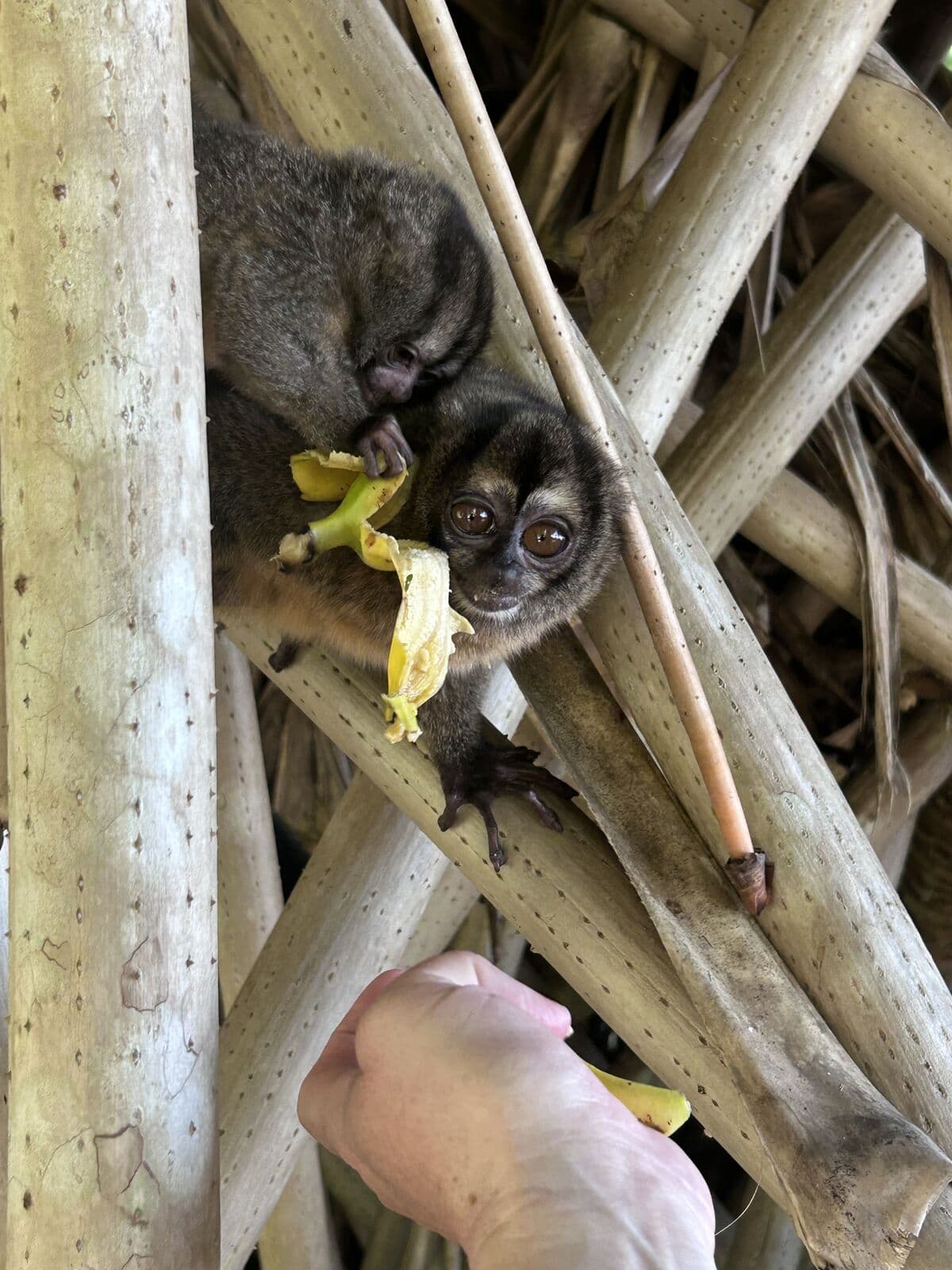 Night monkey eating fruit among woven palm, Bocas del Toro