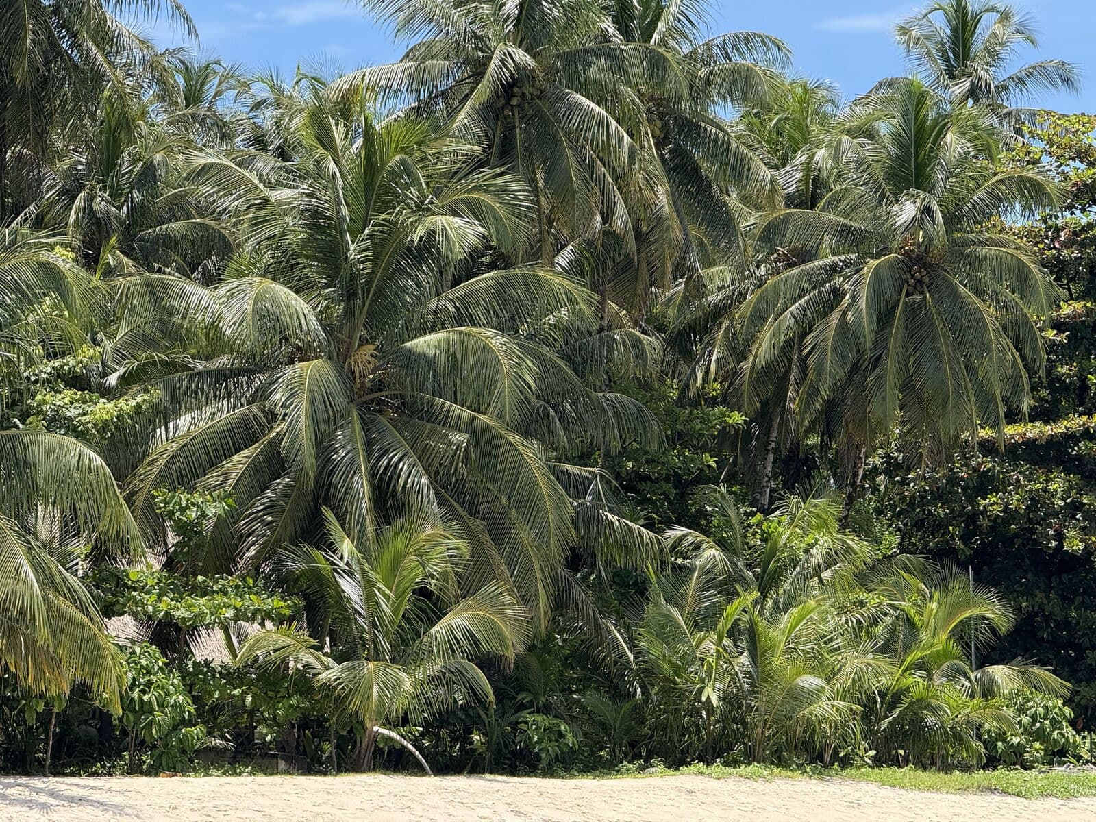 Palm forest on Isla Bastimentos, along the trail toward Playa Larga