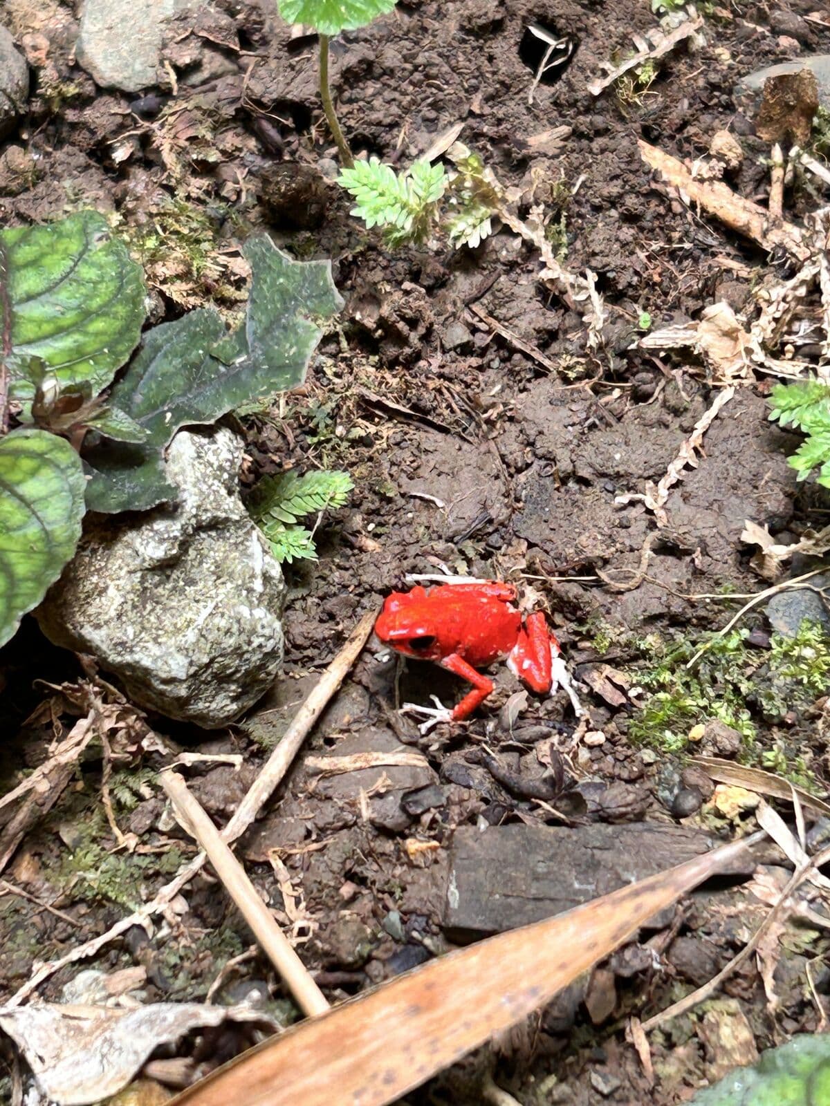 Red strawberry poison-dart frog on the forest floor, Isla Bastimentos