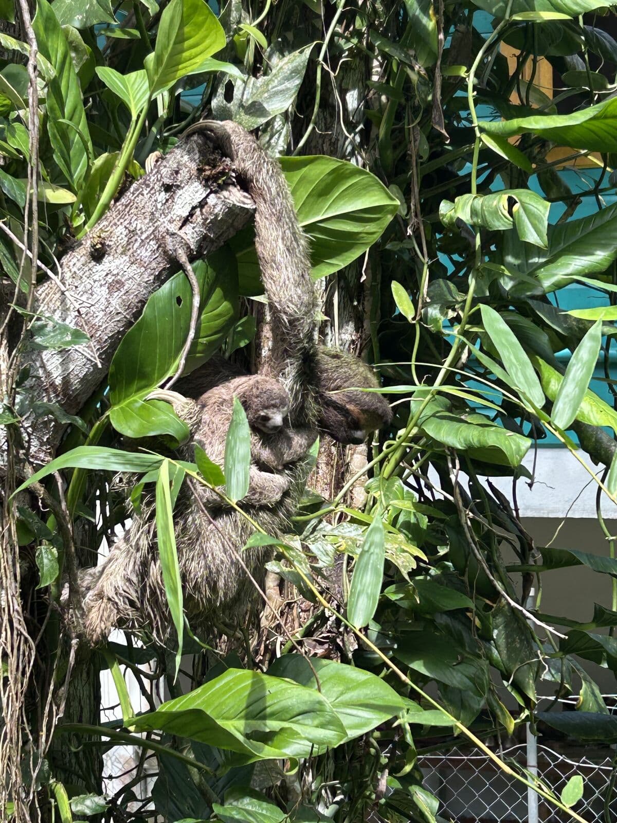 Sloth resting among leaves in the Bocas del Toro rainforest