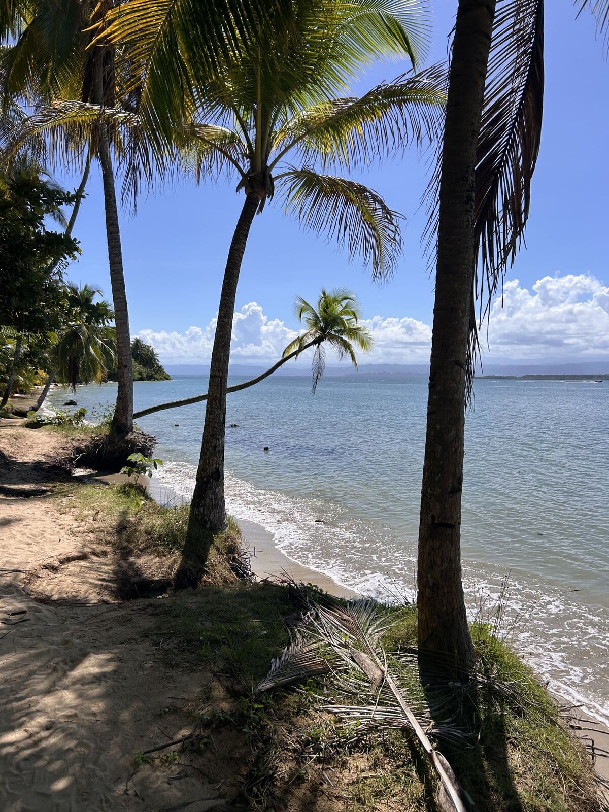 Palm trees leaning over the water at Starfish Beach