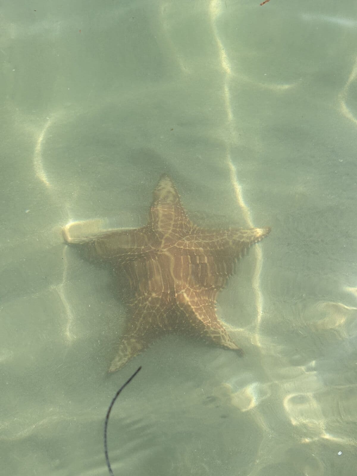 Cushion sea star on the sandy bottom at Starfish Beach