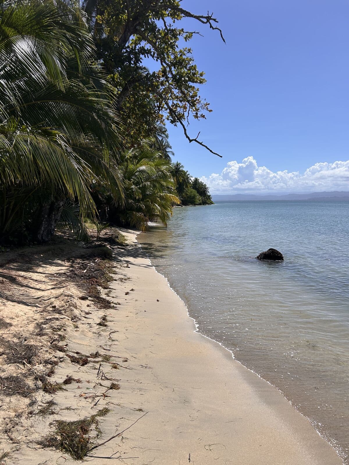 Shore path through palms leading to Starfish Beach