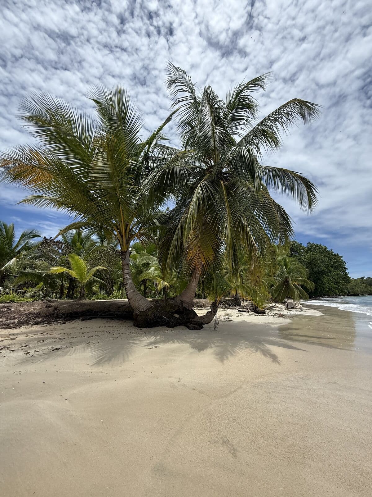 Palm tree leaning over the shore on the Zapatilla loop trail
